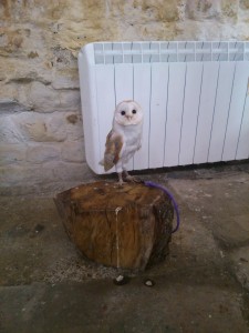 Mike Gale's lovely Barn Owl